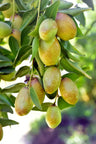 Jojoba + Sweet Almond