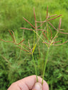 Cyperus Rotundus Root