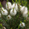 Lavender + Tea Tree